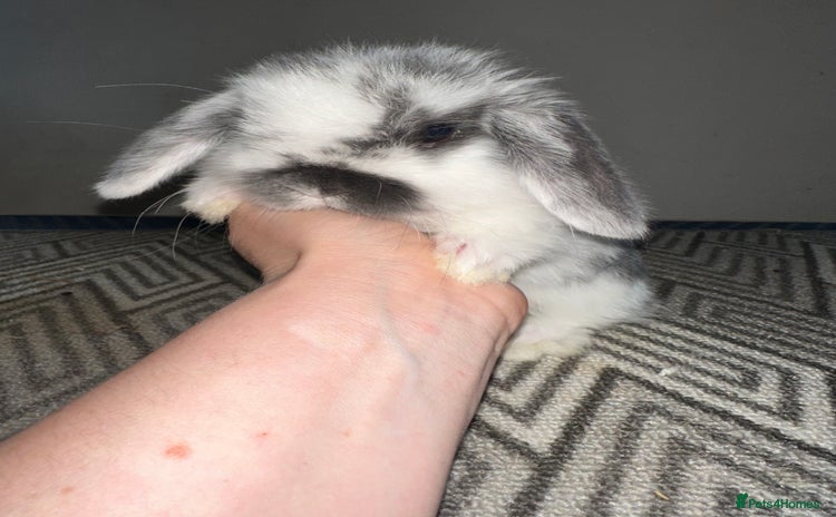 Mini Lop rabbits Beautiful vaccinated mini lops  - Advert 2