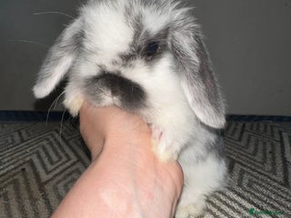 Mini Lop rabbits Beautiful vaccinated mini lops - Advert 10
