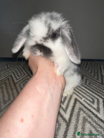 Mini Lop rabbits Beautiful vaccinated mini lops - Advert 1