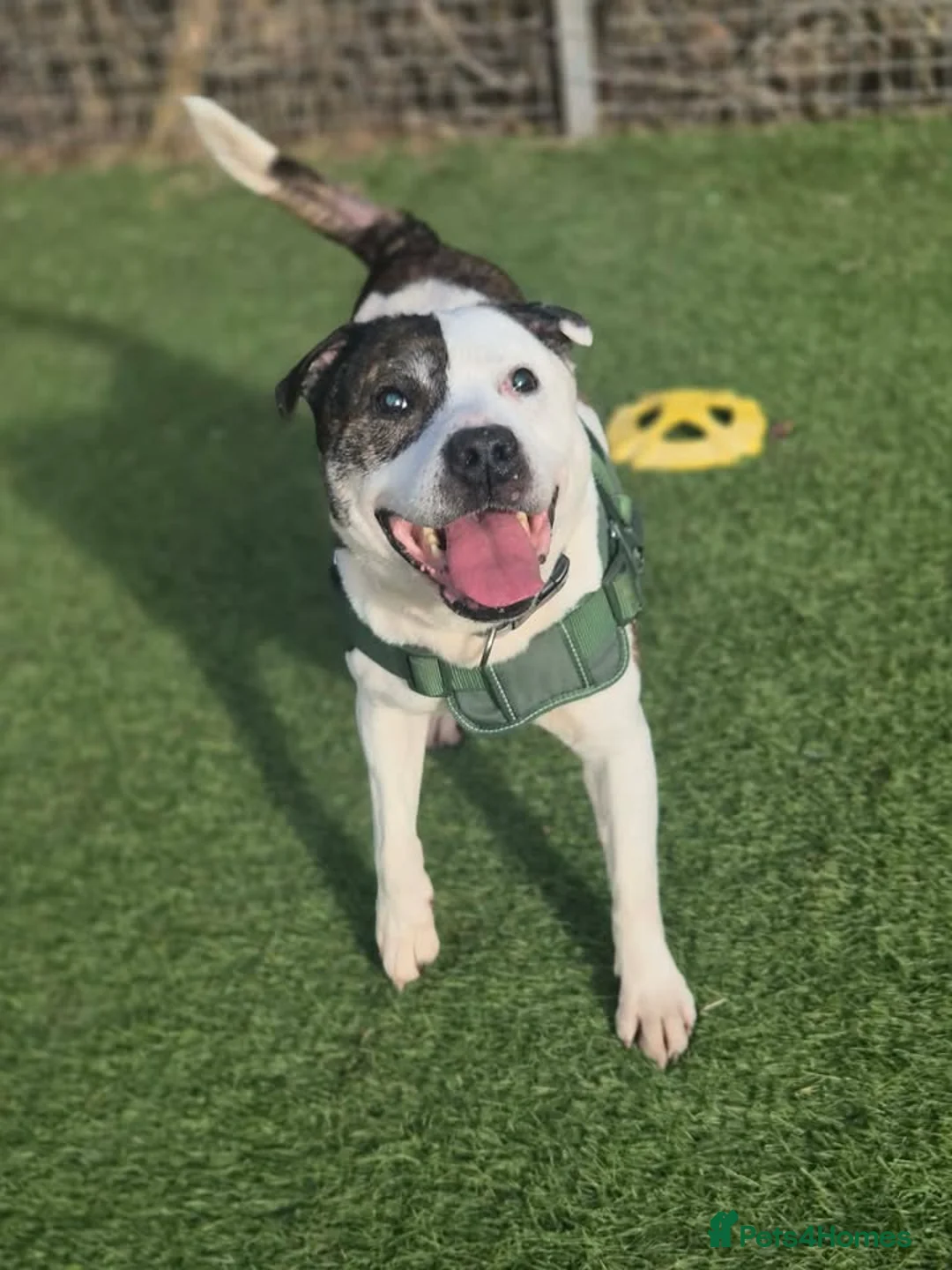 Staffordshire Bull Terrier dogs for adoption: IGGY - 12 year old Staffie - Advert 4