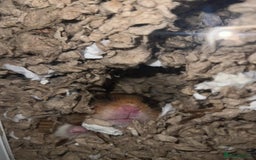 Hamster rodents for sale: Syrian Hamster  - Image 7
