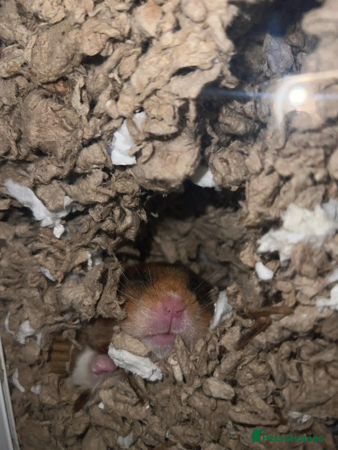 Hamster rodents for sale: Syrian Hamster  - Image 7