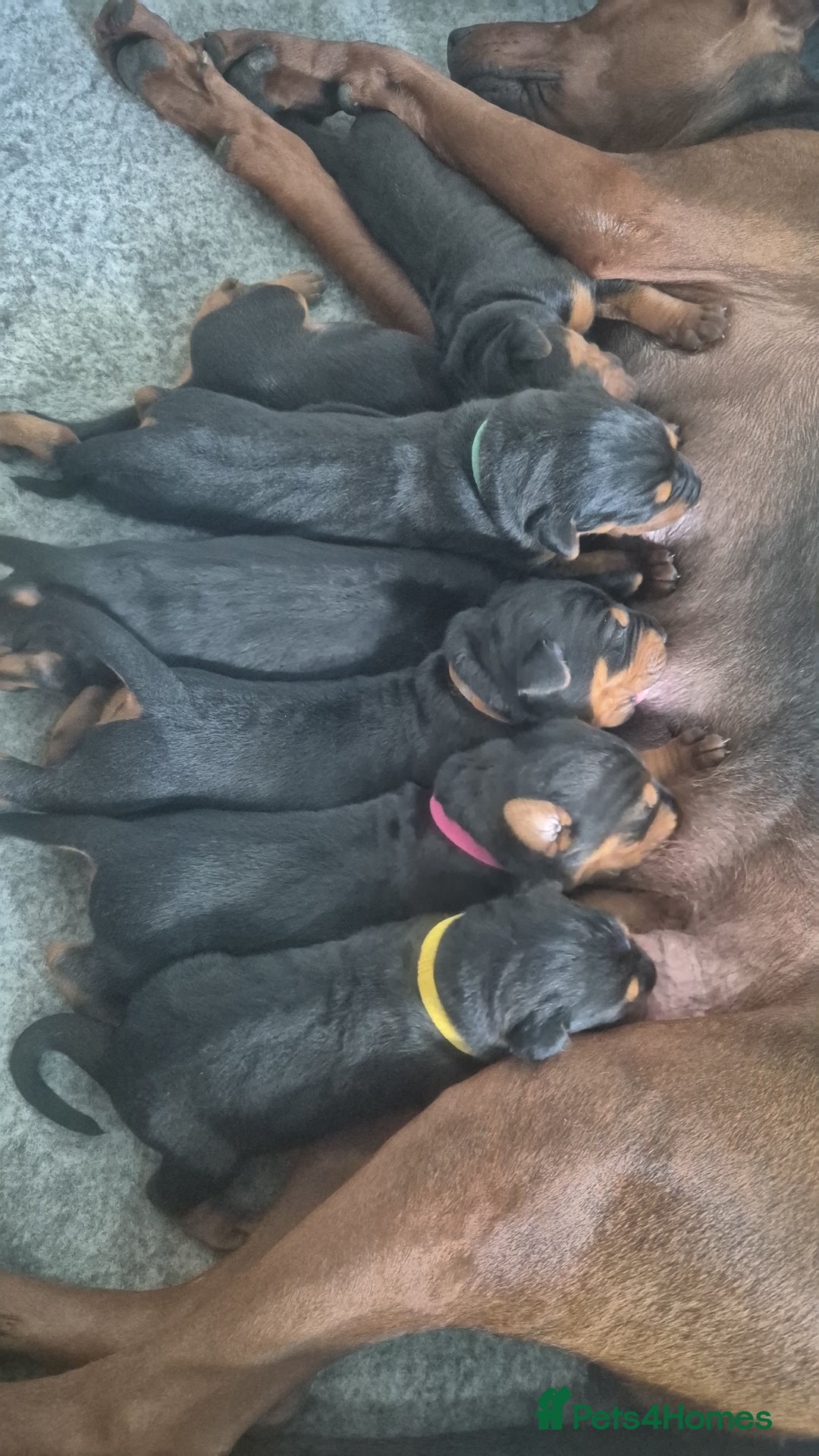 Mixed Breed dogs for sale: Pure Bred/papered Laizhou Hong/Chinese Red Dog - Image 1