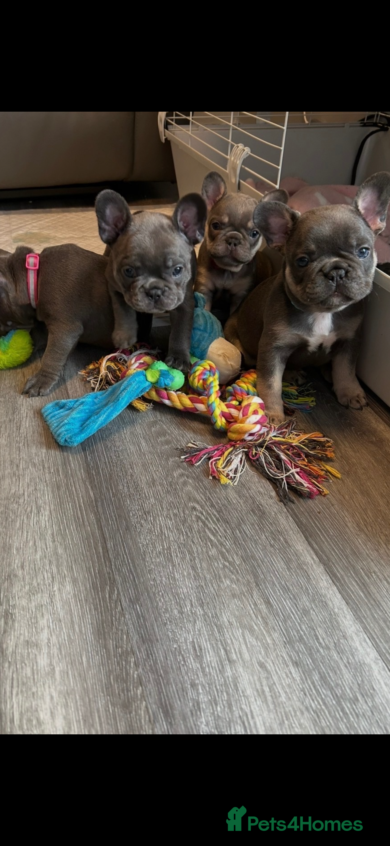 French Bulldog dogs French bulldog puppies - Advert 4