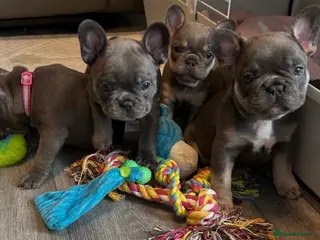 French Bulldog dogs French bulldog puppies - Advert 4