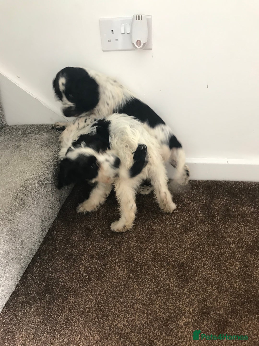 Sproodle dogs for sale: Sproodle - Image 17