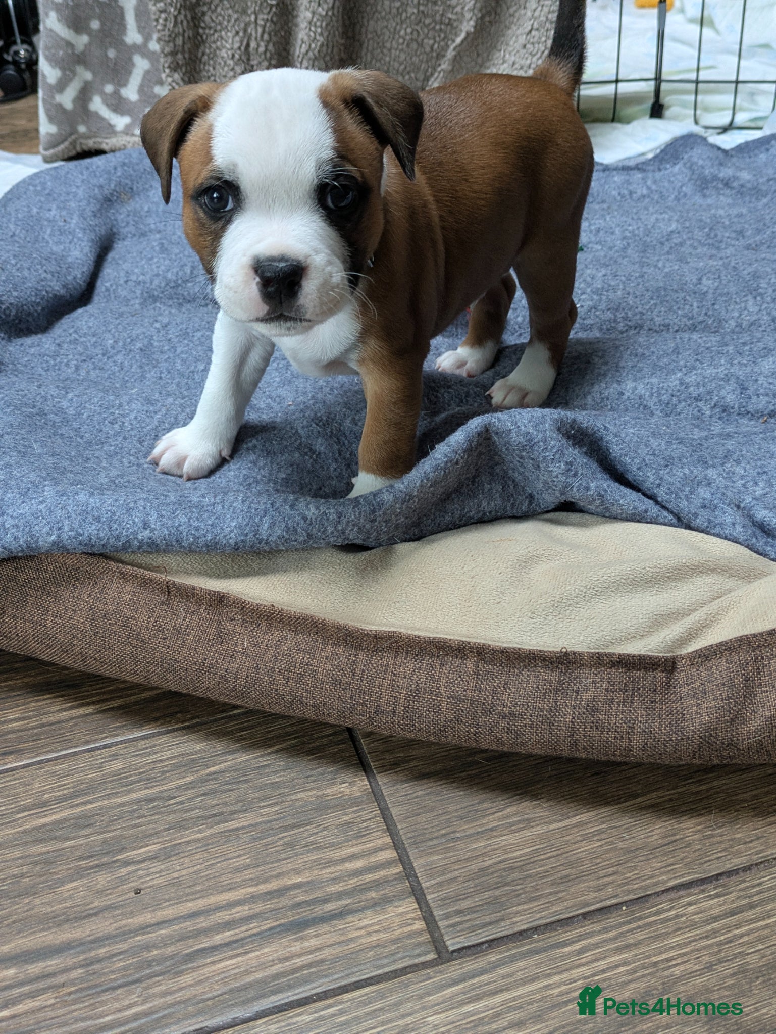 Staffordshire Bull Terrier dogs Beautiful puppies🐶🐶🐶🐶 - Advert 1