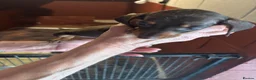 Dachshund dogs for sale: Dachshund puppies  - Advert 13