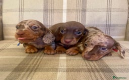 Miniature Dachshund dogs for sale: Stunning small Miniature Daschund’s - Image 4