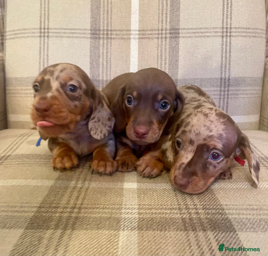 Miniature Dachshund dogs for sale: Stunning small Miniature Daschund’s - Image 4