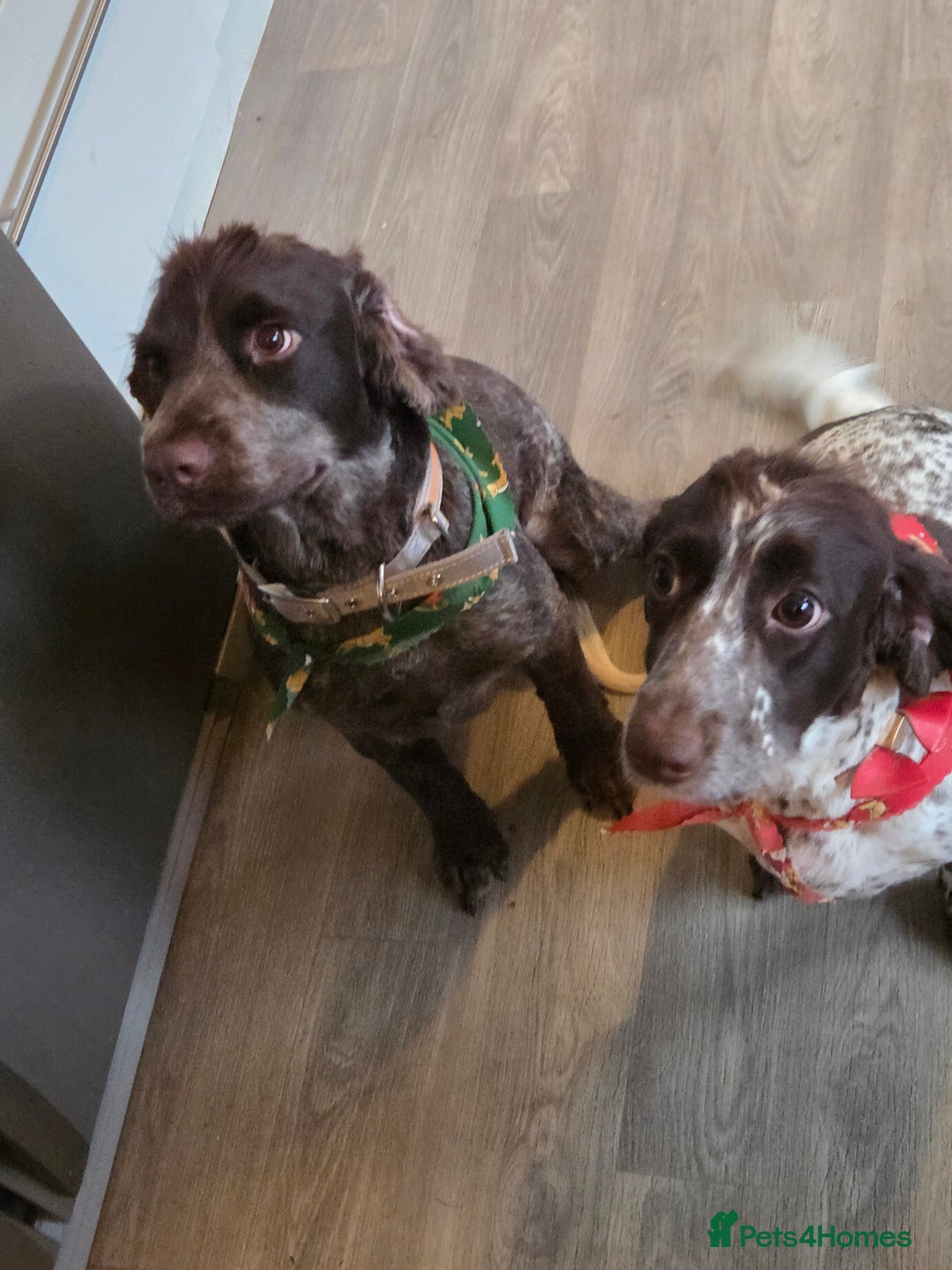 Cocker Spaniel dogs for sale: 7 little beauties show cockers - Advert 2