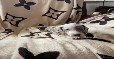 Dachshund dogs - Advert 13