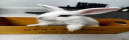 Mini Lop rabbits for sale: Baby rabbits in London - Advert 3