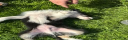 Border Collie dogs for sale: ISDS registered border collie puppies  - Advert 11