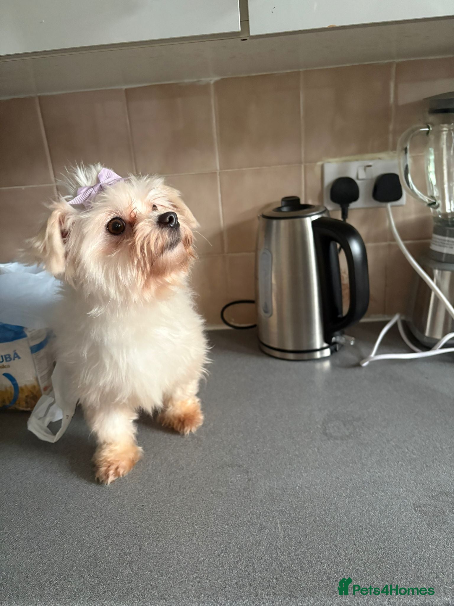 Maltese dogs Maltase 18 months female - Advert 1