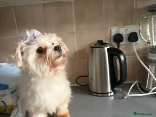 Maltese dogs Maltase 18 months female - Advert 1