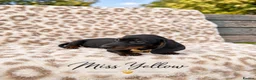 Miniature Dachshund dogs for sale: Blue and tan and Black and Tan Dachshund - Advert 14