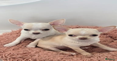 Chihuahua dogs - Advert 1