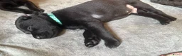 Labrador Retriever dogs for sale: Fully jet black Labrador pups for sale in Huddersfield - Advert 11