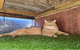 Maine Coon cats for stud: 3 amaizing cats available for stud duties! - Image 8