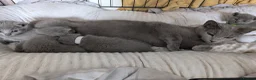 Russian Blue cats for sale: TICA Russian Blue pure Kittens 3 Girls 1 Boy  - Advert 5