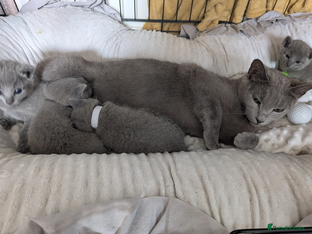 Russian Blue cats for sale: TICA Russian Blue pure Kittens 3 Girls 1 Boy  - Advert 5