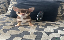 Chihuahua dogs for sale: KC Reg lilac and chocolates puppies READY NOW - Image 2