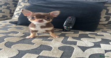 Chihuahua dogs - Advert 7