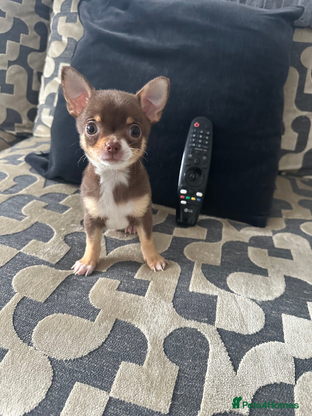 Chihuahua dogs for sale: KC Reg lilac and chocolates puppies READY NOW - Image 2