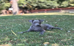 Italian Greyhound dogs for sale: Gorgeous Italian greyhound - Image 1