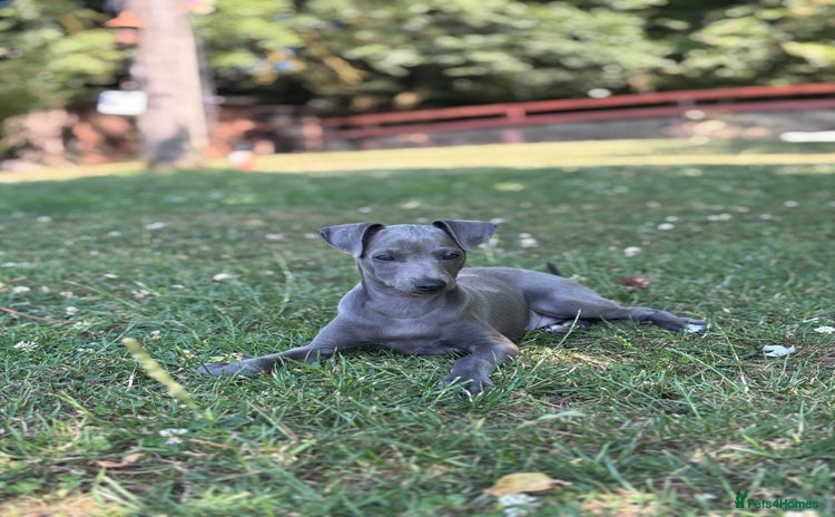Italian Greyhound dogs - Advert 2