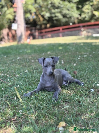 Teacup Small Greyhound Breed Miniature Dog Breeds Italian Greagle