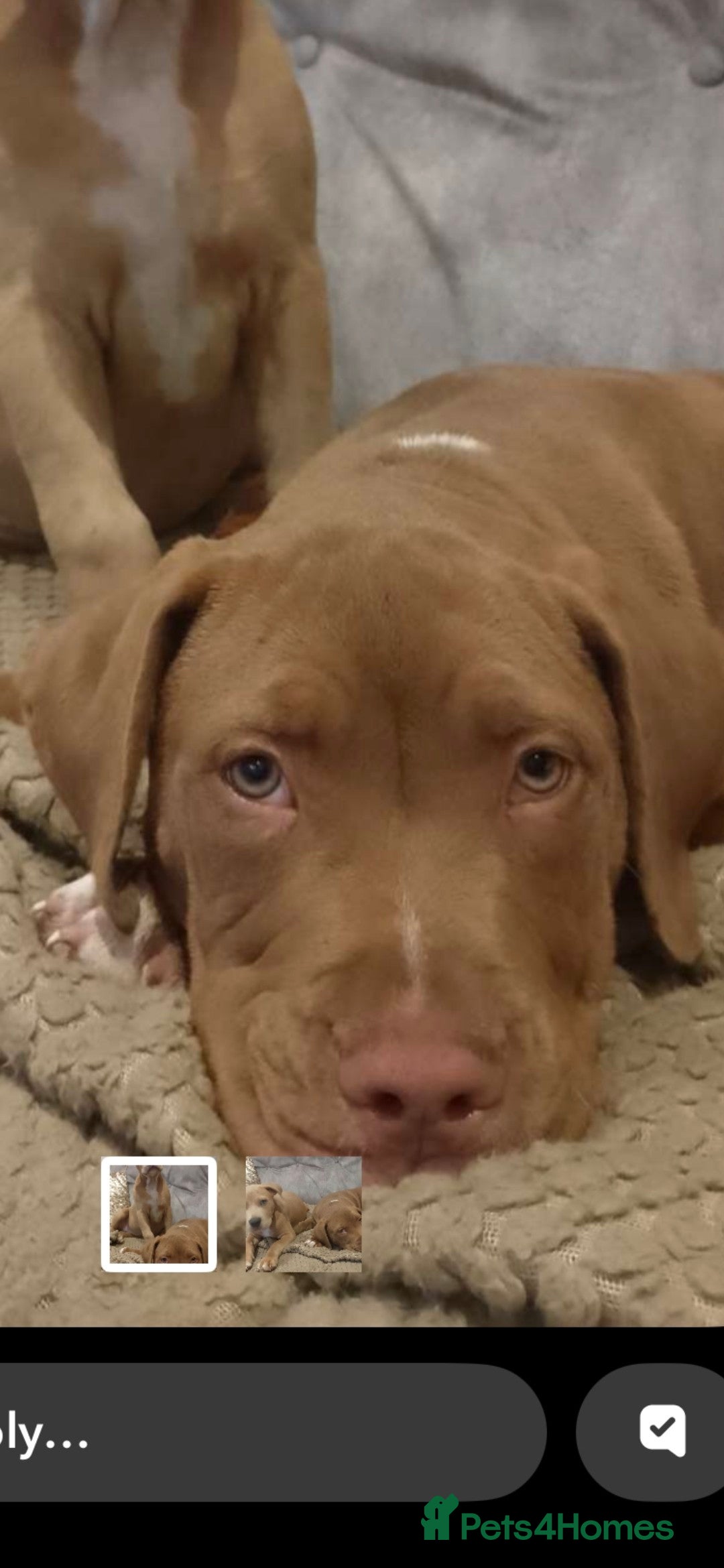 Mixed Breed dogs for sale: Honey is looking for the perfect home 💜 - Advert 1