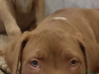 Mixed Breed dogs Honey is looking for the perfect home 💜 - Advert 2