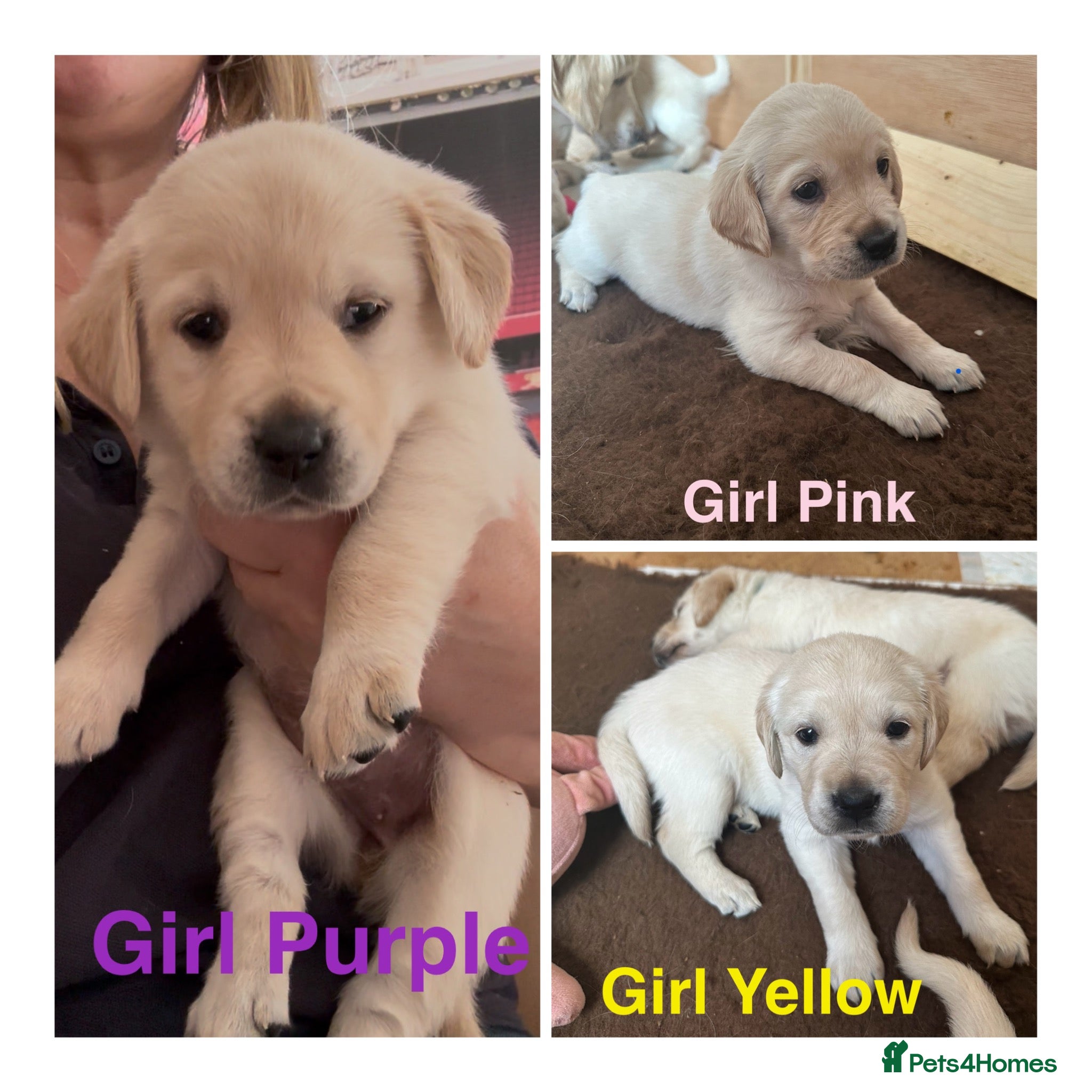 Goldador dogs Goldadors from KC registered parents  - Advert 12