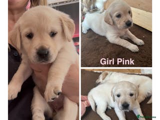 Goldador dogs Goldadors from KC registered parents - Advert 12