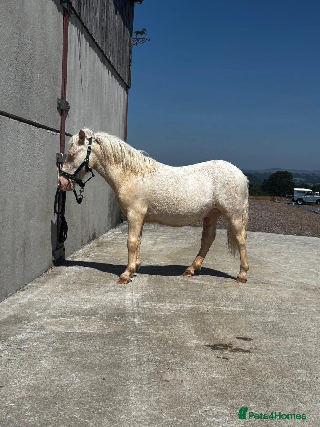 Shetland pony horses for sale: ROBIN PERLINO SPOTTED SHETLAND  - Advert 2