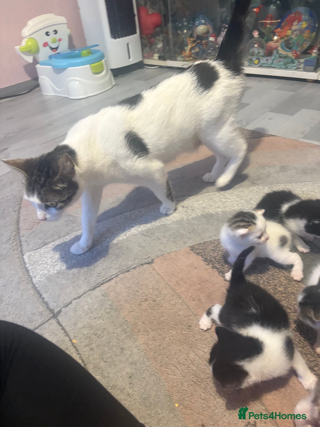Mixed Breed cats for sale: Gorgeous kittens for sale  - Image 7