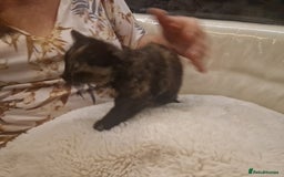 Mixed Breed cats for sale: One beautiful kitten - Image 4