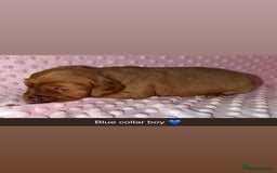 Cocker Spaniel dogs for sale: Red cocker spaniel  - Image 17