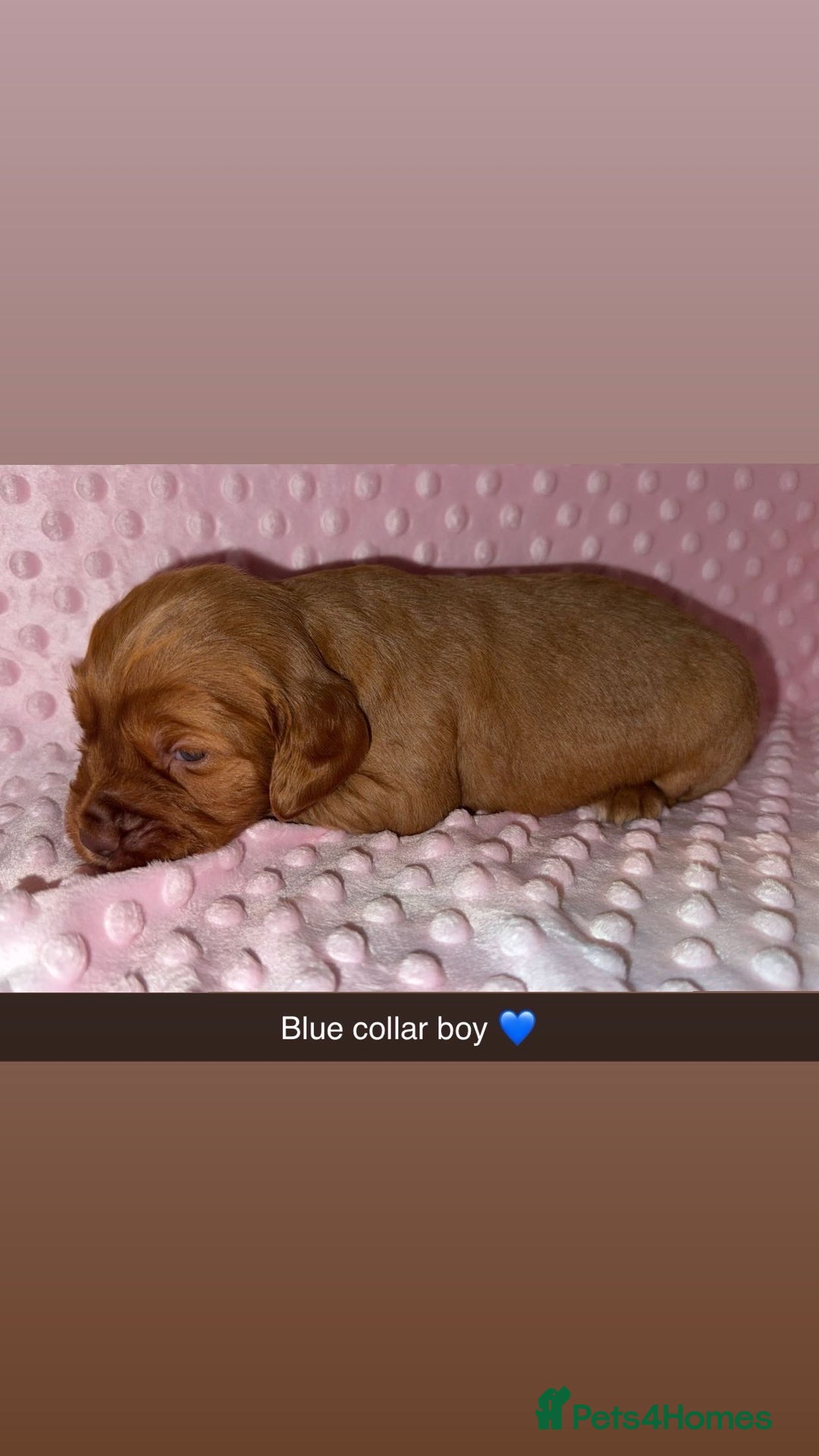 Cocker Spaniel dogs for sale: Red cocker spaniel  - Image 17