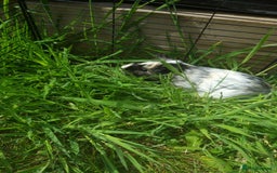 Guinea Pig rodents for sale: 2 Male guinea pigs and cage - Image 14