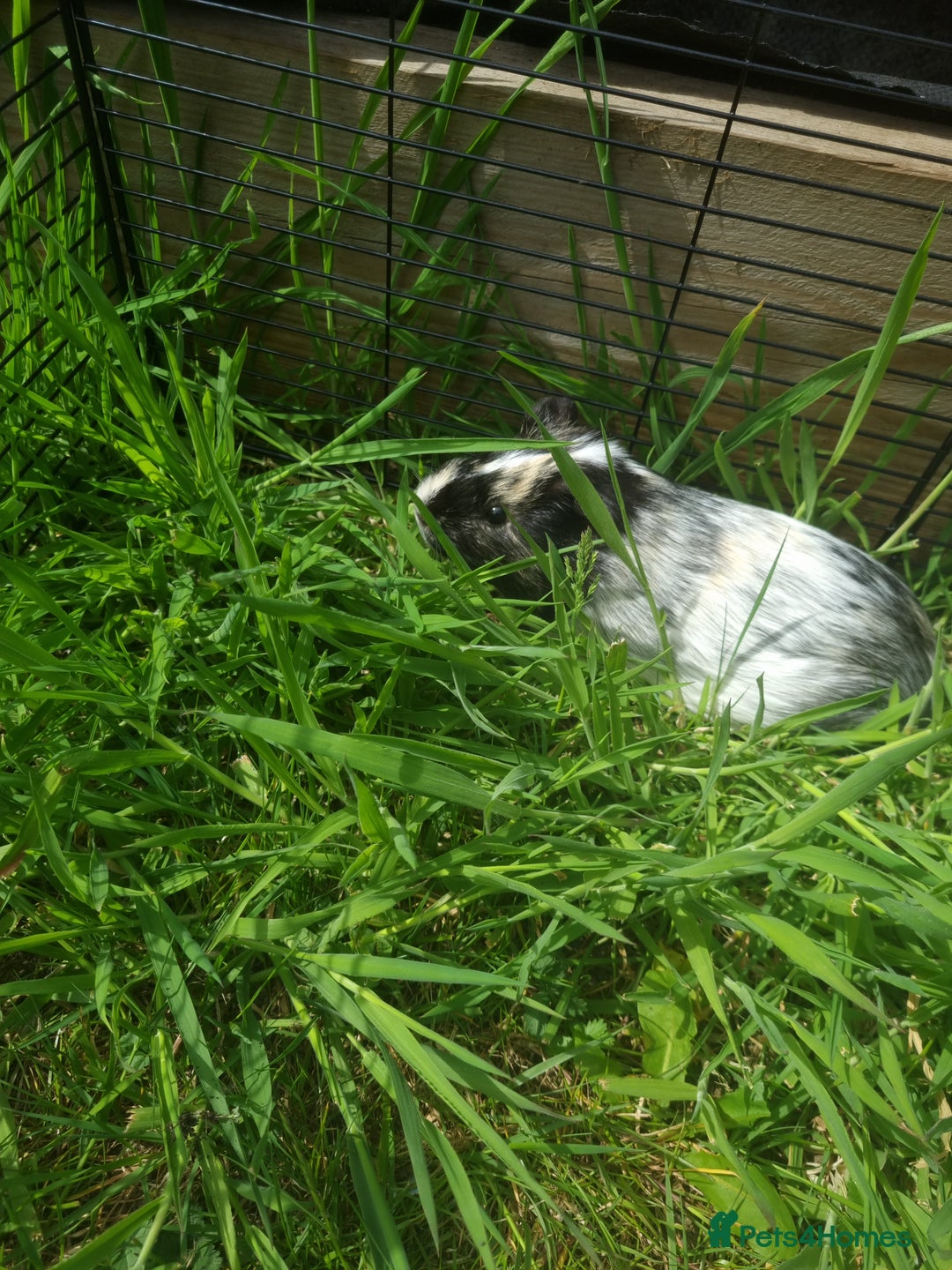 Guinea Pig rodents for sale: 2 Male guinea pigs and cage - Image 14