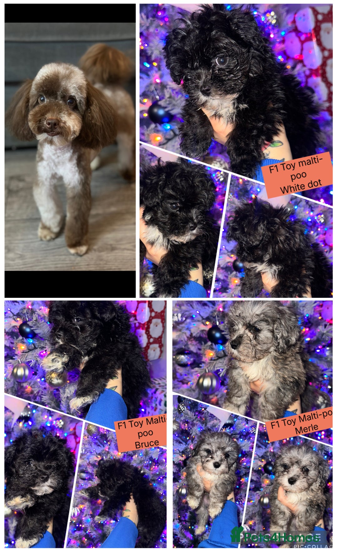 Maltipoo dogs for sale: F1 Toy Maltipoos - Advert 33