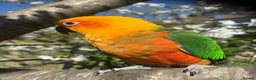 Conures birds for sale: Male Jenday Conure  - Advert 2