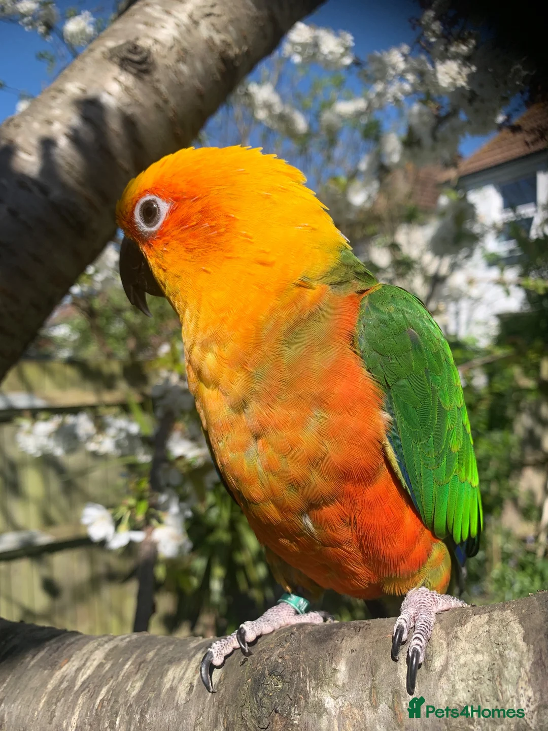 Conures birds for sale: Male Jenday Conure  - Advert 2