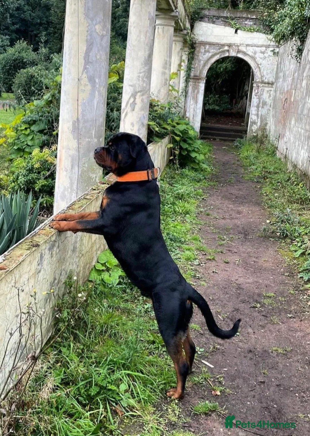 Rottweiler dogs for sale: Male Rottweiler for sale  - Advert 3