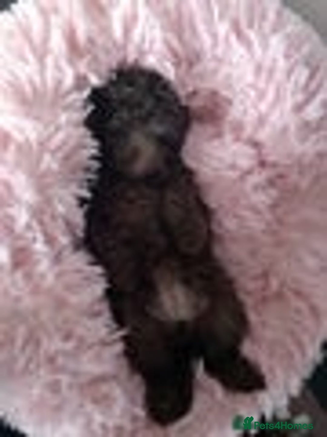 Toy Poodle dogs for sale:  🐩 Tiny Chocolate Toy Poodle – Ready in 2 Weeks! - Image 13