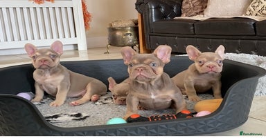 French Bulldog dogs - Advert 12