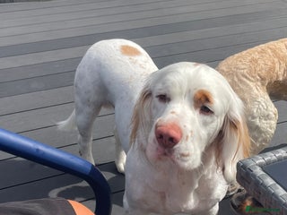 Clumber Spaniel dogs Clumber spaniel - Advert 1